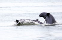 Laos, la diga minaccia il delfino del Mekong