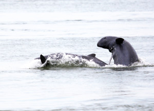 mekong_irrawaddy_dolphin_captured_at_tbong_kla_pool__c__wwf_cambodia__gerard_ryan